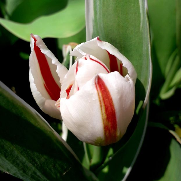  - AAAA_LALELE 2019_2020_2022_2023