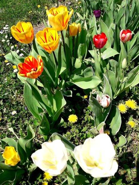  - AAAA_LALELE 2019_2020_2022_2023