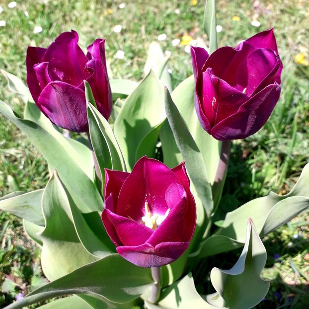  - AAAA_LALELE 2019_2020_2022_2023