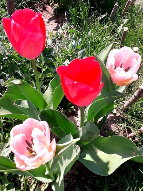  - AAAA_LALELE 2019_2020_2022_2023