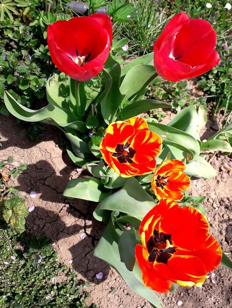  - AAAA_LALELE 2019_2020_2022_2023