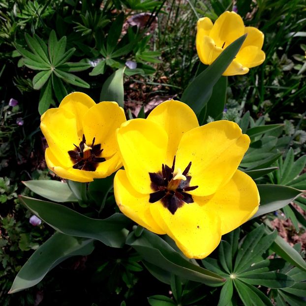  - AAAA_LALELE 2019_2020_2022_2023