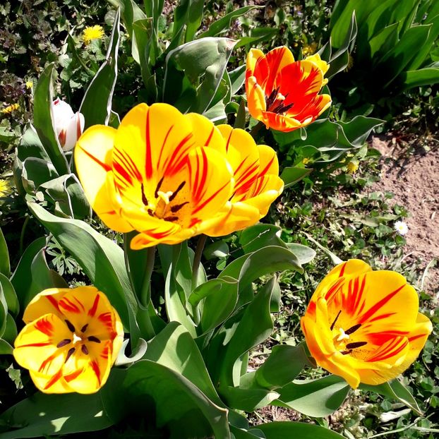  - AAAA_LALELE 2019_2020_2022_2023