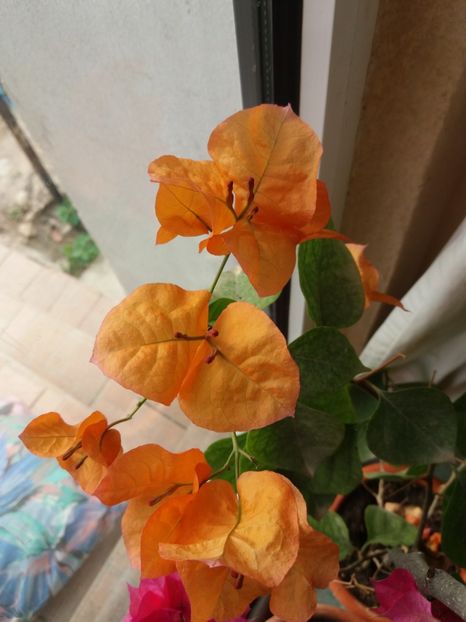  - A64 Bougainvillea