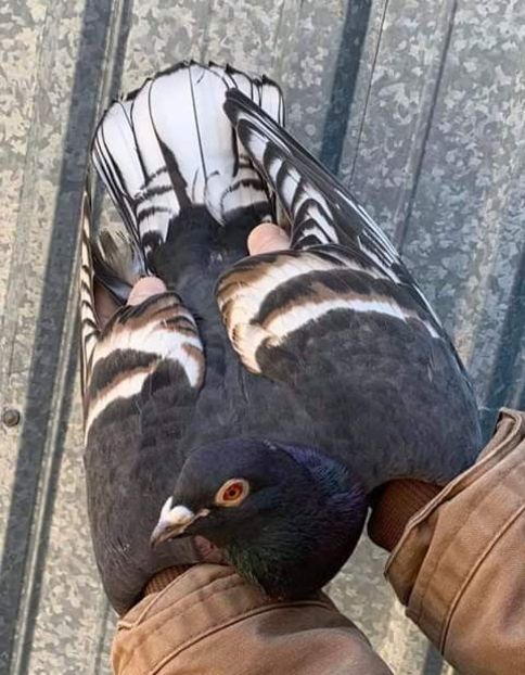  - NU AMI APARTIN 2020