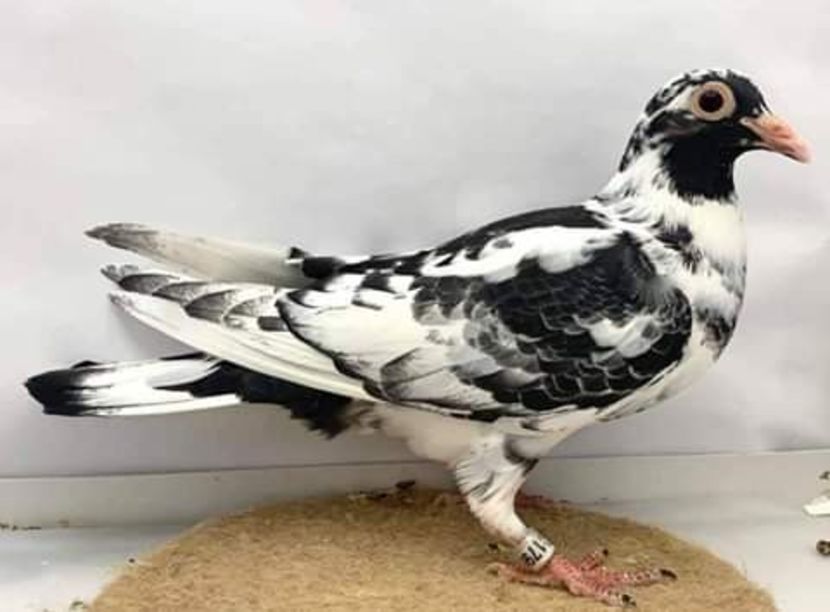  - NU AMI APARTIN 2020