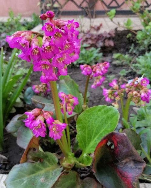 bergenia "winter glow" - 2020 Ian feb martie aprilie