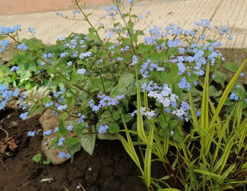  - 2020 Ian feb martie aprilie