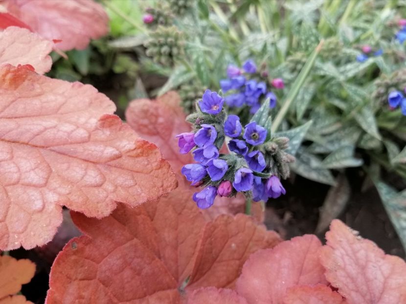  - 2020 Ian feb martie aprilie