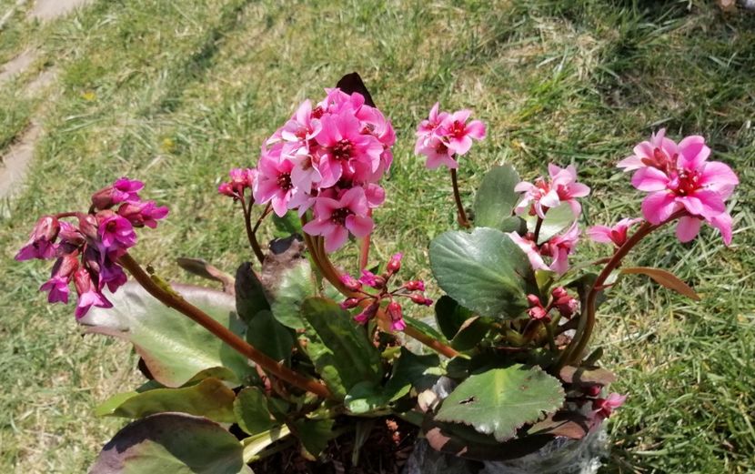  - 2020 Ian feb martie aprilie