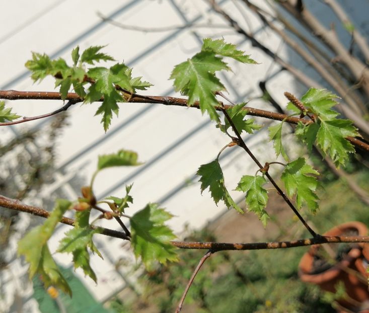 Betula pendula Crispa - 2020 Ian feb martie aprilie