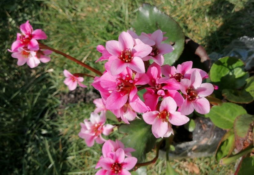 Bergenia-Dragonfly-Sakura - 2020 Ian feb martie aprilie