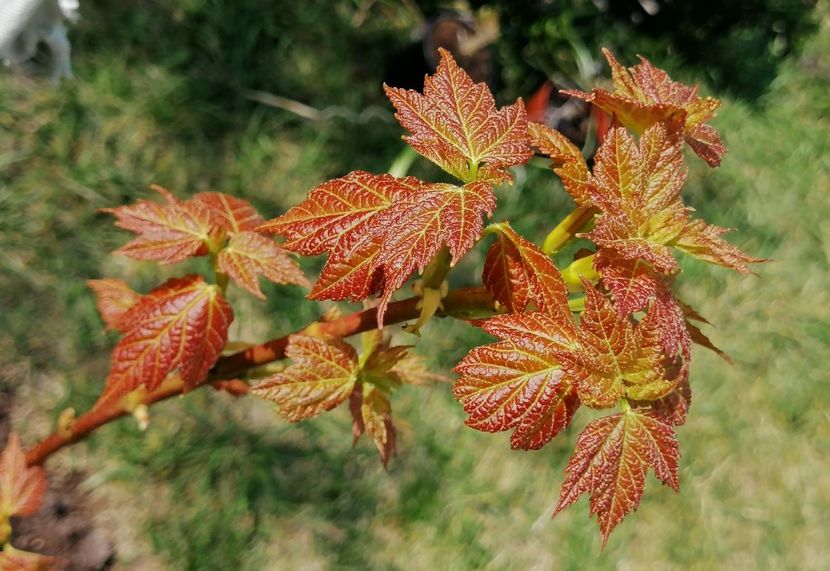 Acer rubrum Shocking Gold - 2020 Ian feb martie aprilie