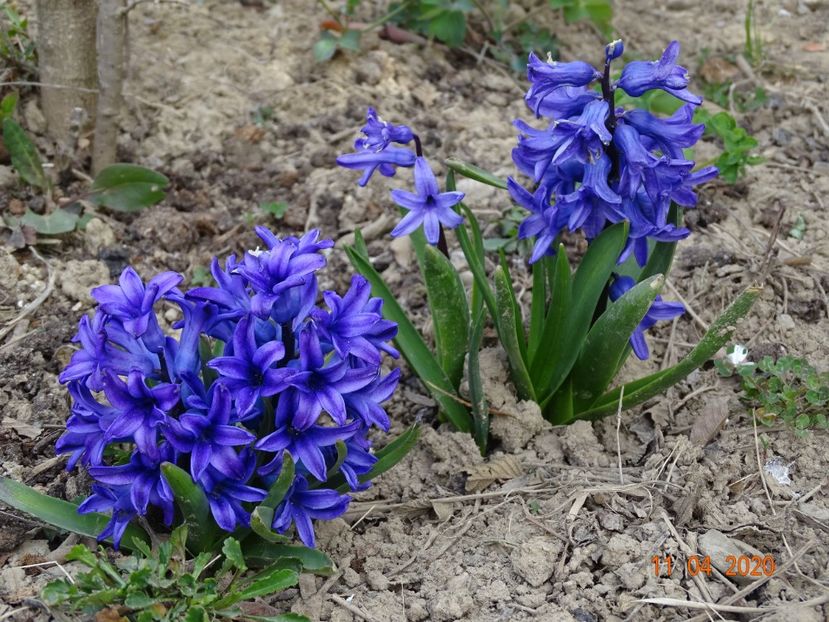 zambilute - z-Dobarland 2020