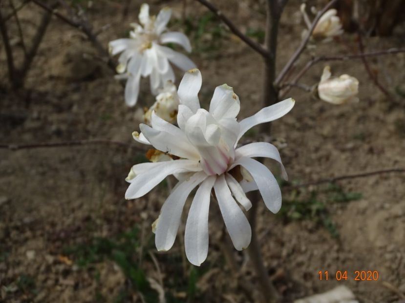 magnolia stellata Royal Star - z-Dobarland 2020