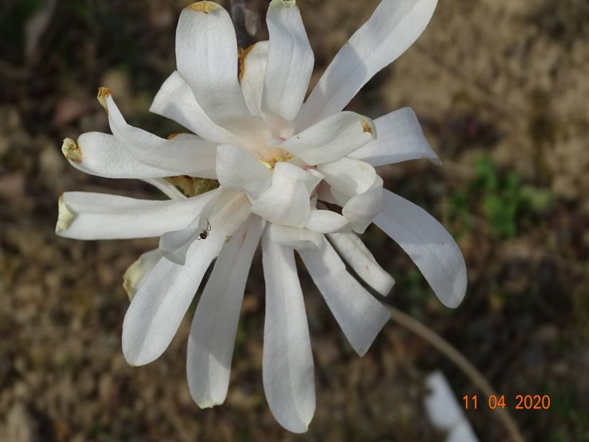 magnolia stellata Royal Star - z-Dobarland 2020