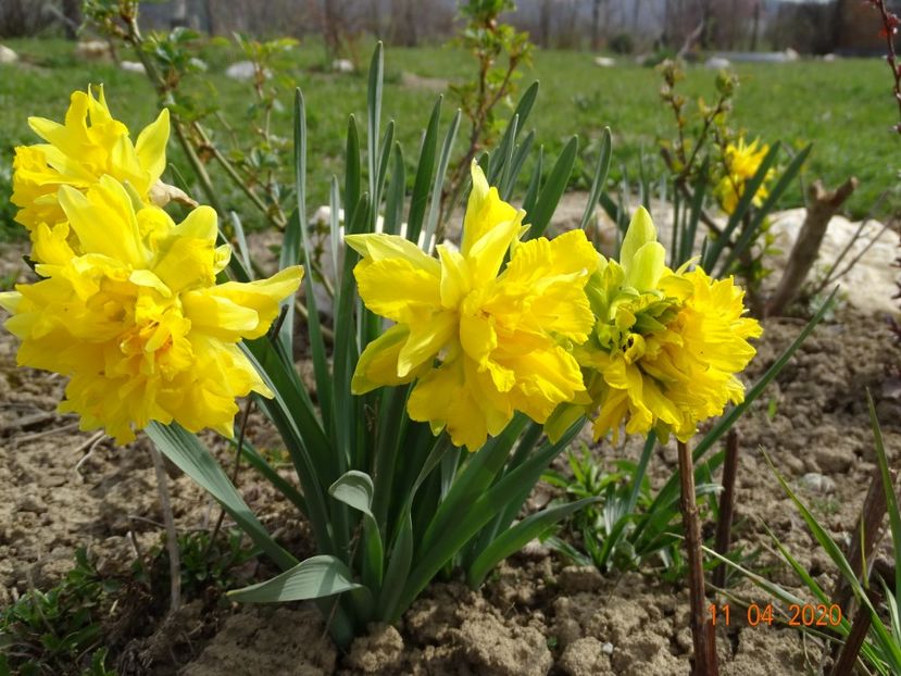 narcise Van Sion - z-Dobarland 2020