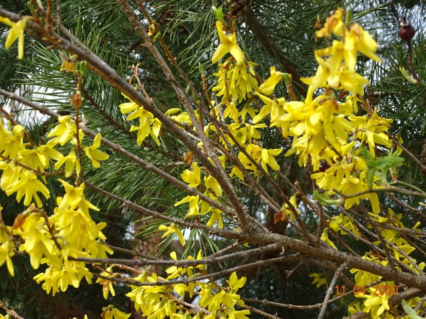 forsythia intermedia - z-Dobarland 2020