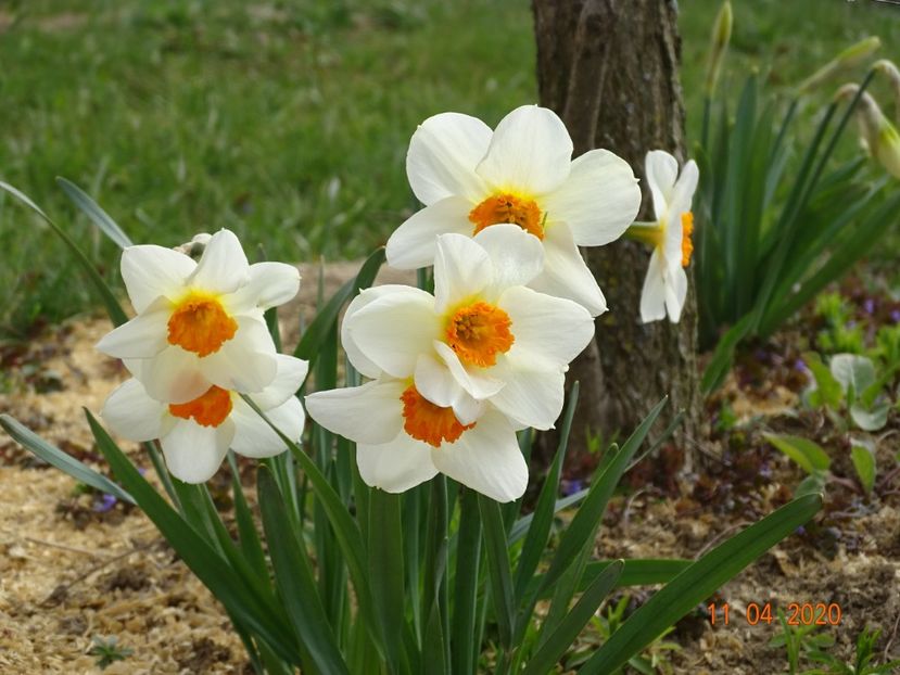 narcise Barrett Browning - z-Dobarland 2020