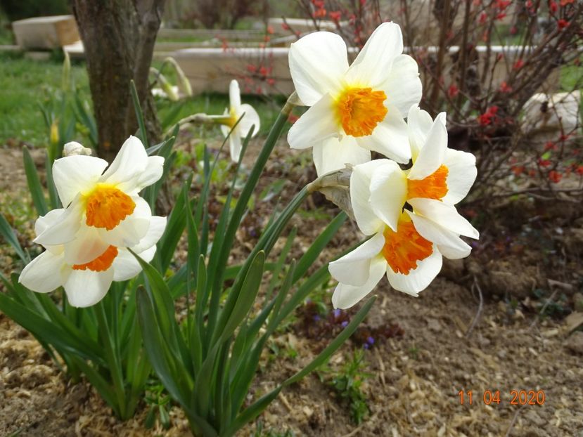 narcise Barrett Browning - z-Dobarland 2020