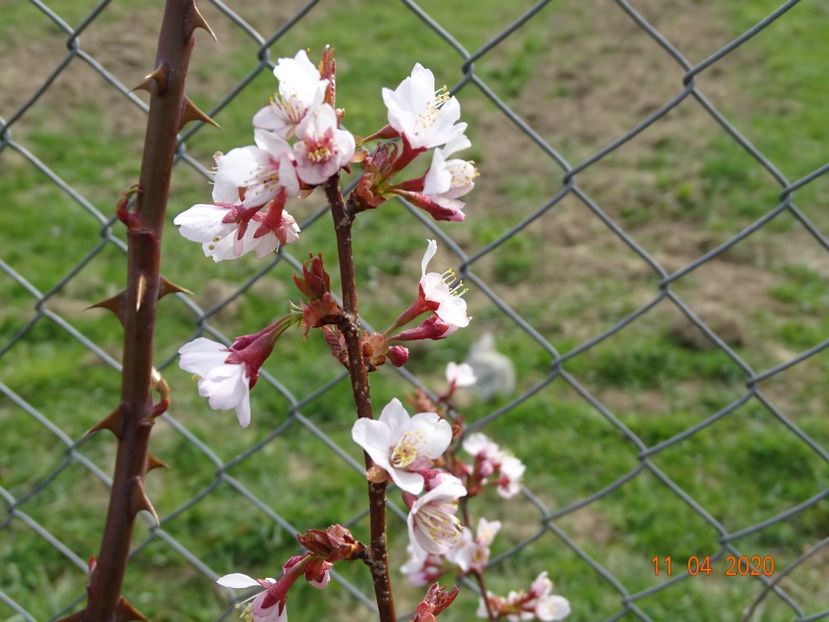 prunus Ruby pui - z-Dobarland 2020