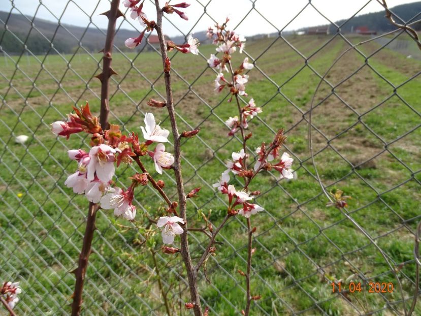 prunus Ruby pui - z-Dobarland 2020