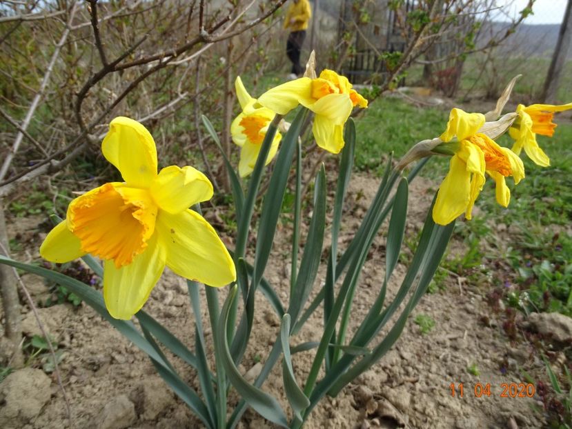 narcise Fortune - z-Dobarland 2020