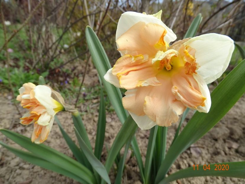 narcise Apricot Whirl - z-Dobarland 2020