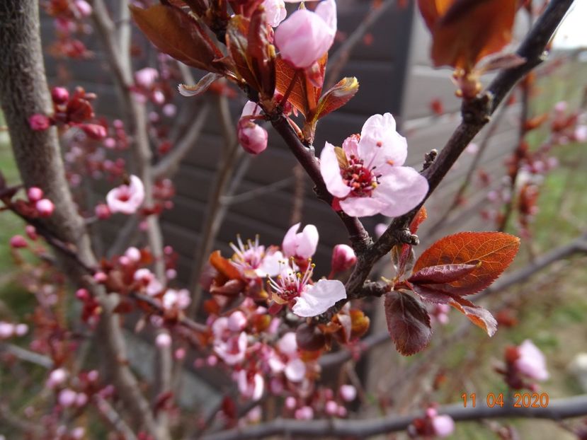 prunus cerasifera Nigra - z-Dobarland 2020