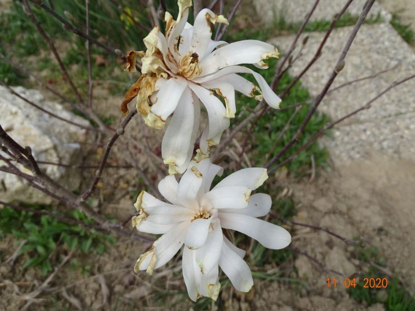 magnolia stellata - z-Dobarland 2020