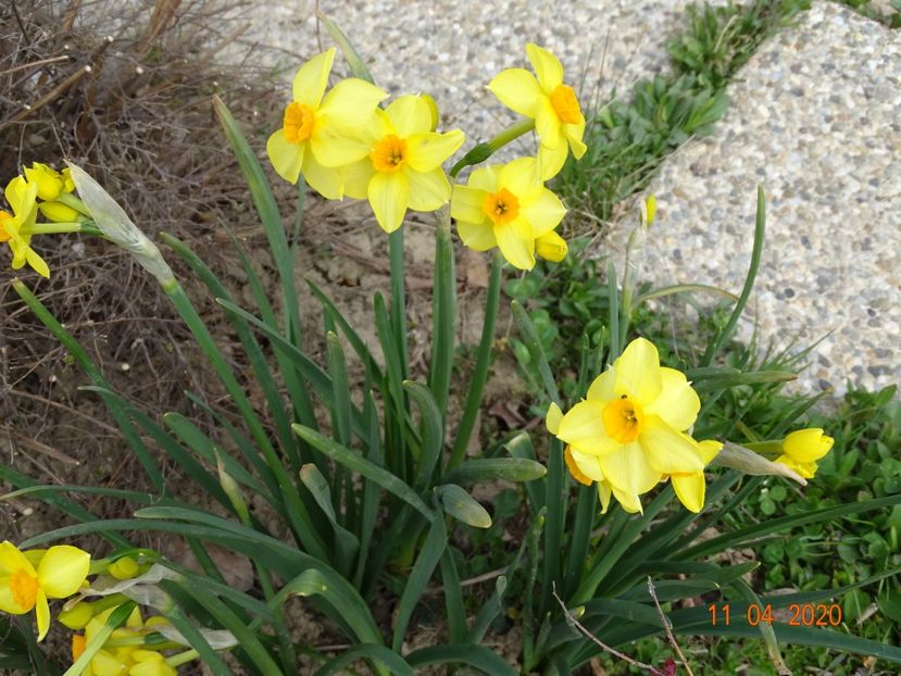 narcise Suzy - z-Dobarland 2020