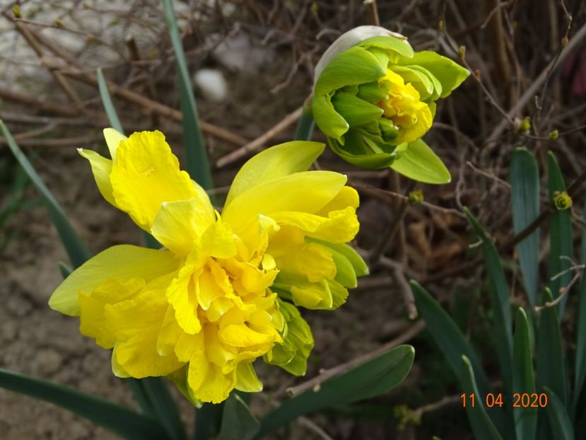 narcise Van Sion - z-Dobarland 2020