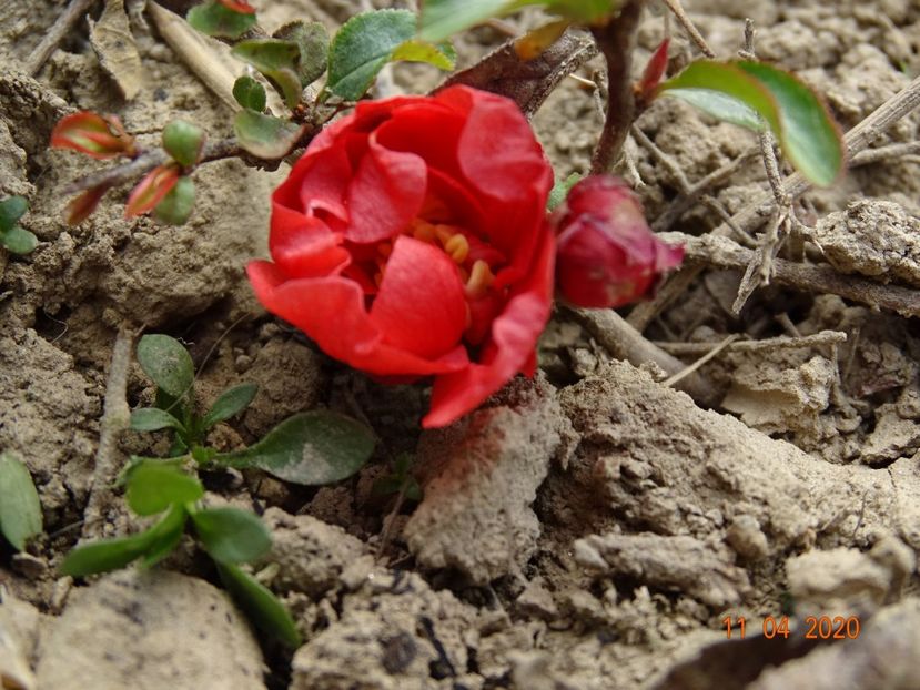 chaenomeles Red Joy - z-Dobarland 2020