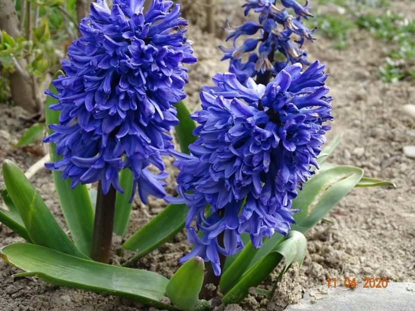 zambile Blue Delft - z-Dobarland 2020