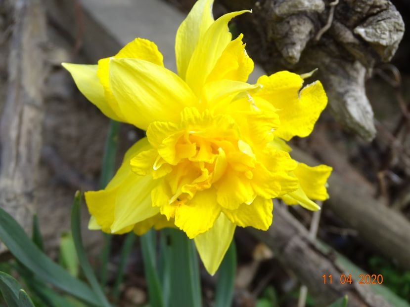 narcisa Van Sion - z-Dobarland 2020