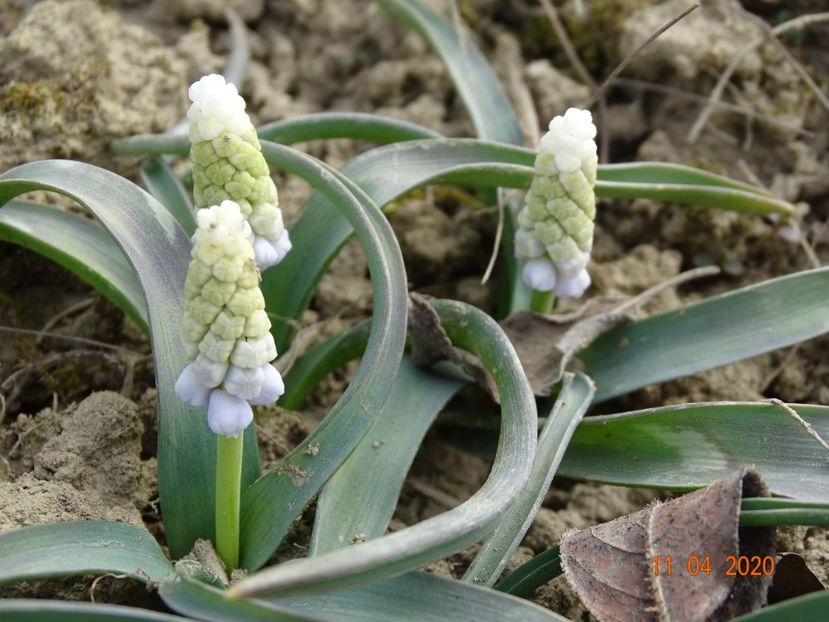 muscari botryoides Album - z-Dobarland 2020