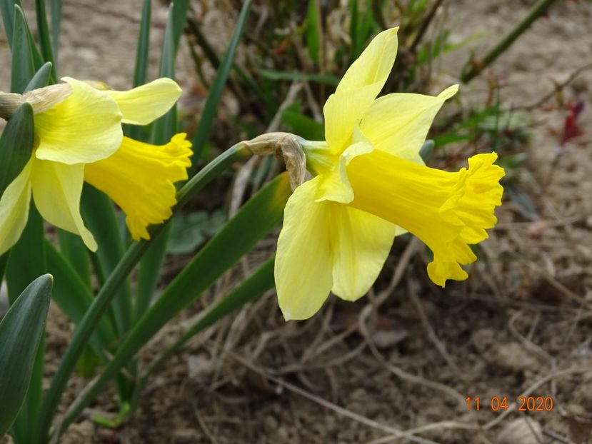 narcise Carlton - z-Dobarland 2020