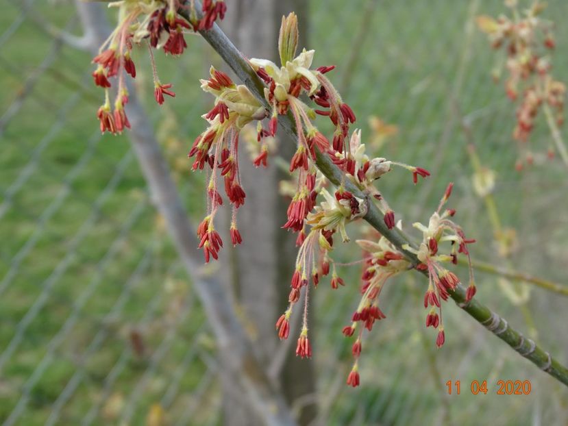 acer negundo Kelly's Gold - z-Dobarland 2020