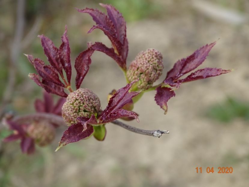 sambucus Sutherland Gold - z-Dobarland 2020