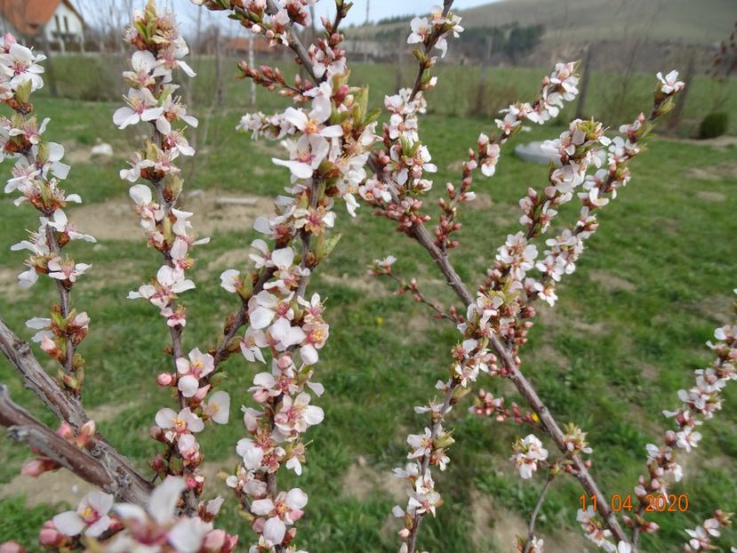 prunus tomentosa - z-Dobarland 2020