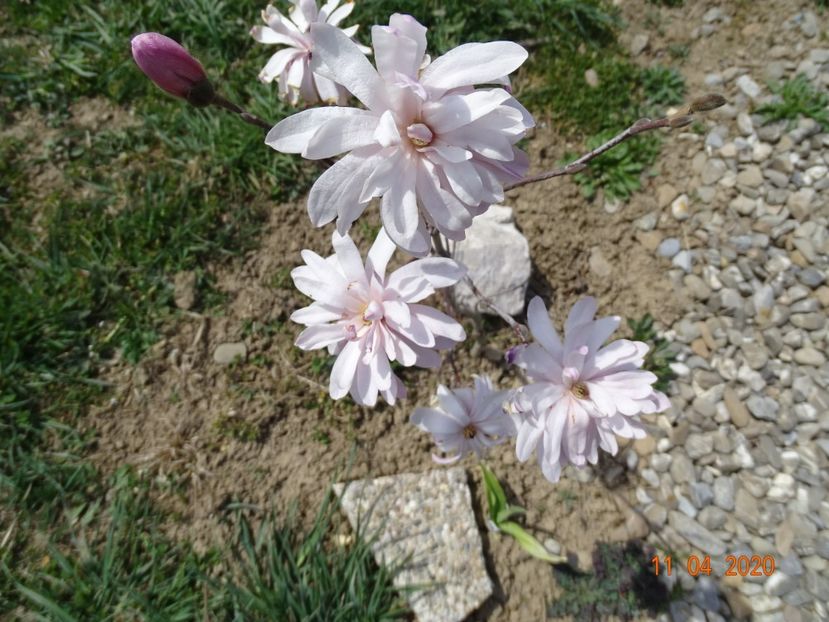 magnolia stellata Chrysanthemumiflora - z-Dobarland 2020