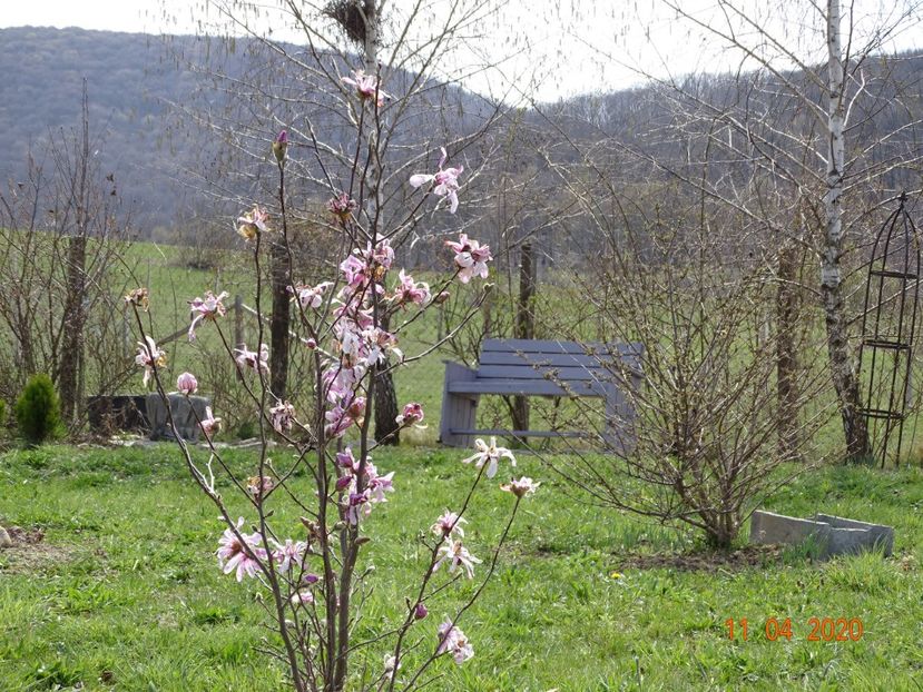 magnolia stellata Rosea - z-Dobarland 2020