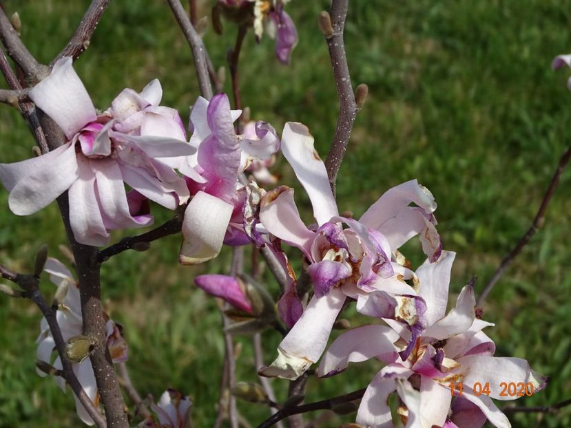 magnolia stellata Rosea - z-Dobarland 2020