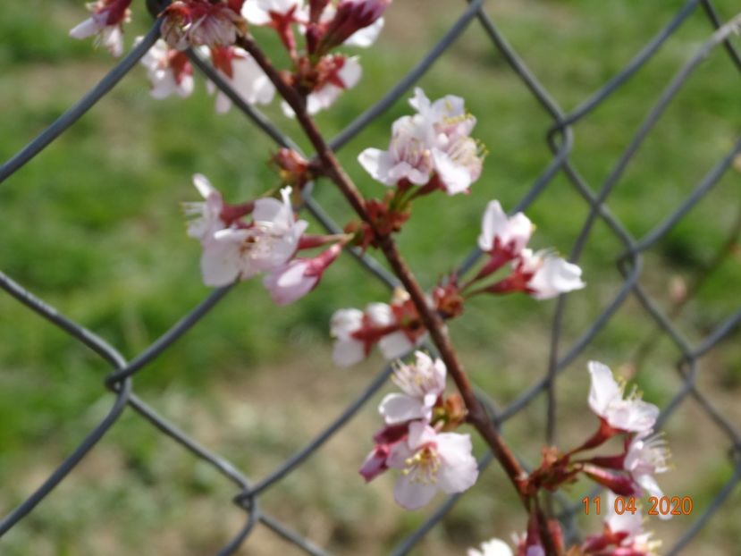 prunus Ruby pui - z-Dobarland 2020