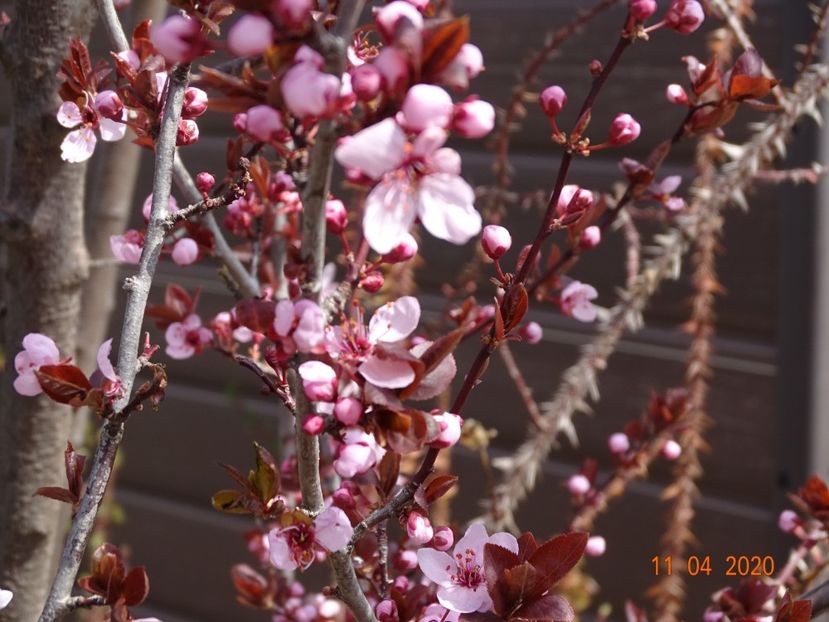 prunus cerasifera Nigra - z-Dobarland 2020