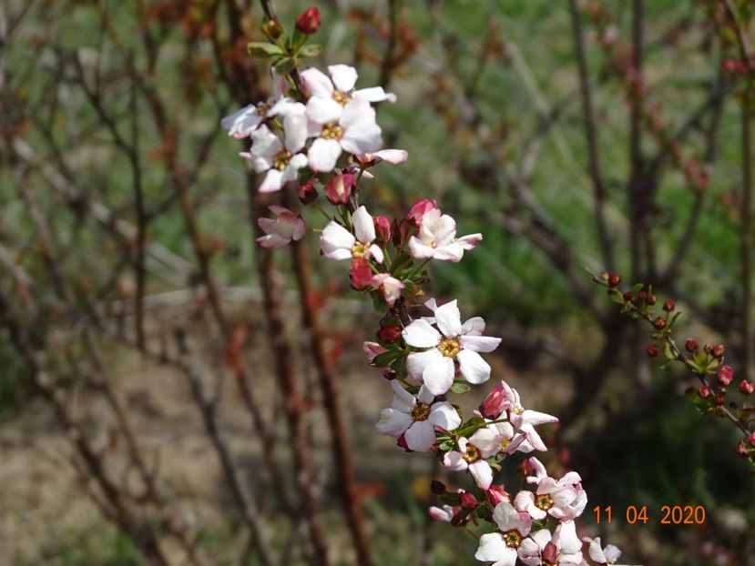 spiraea Fujino Pink - z-Dobarland 2020