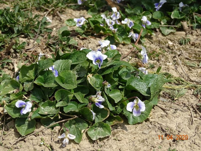 viola sororia Hungarian Beauty - z-Dobarland 2020