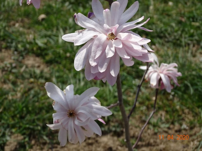 magnolia stellata Chrysanthemumiflora - z-Dobarland 2020