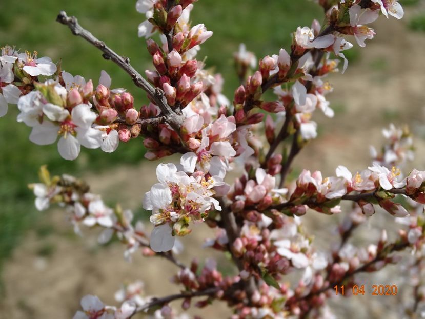 prunus tomentosa - z-Dobarland 2020