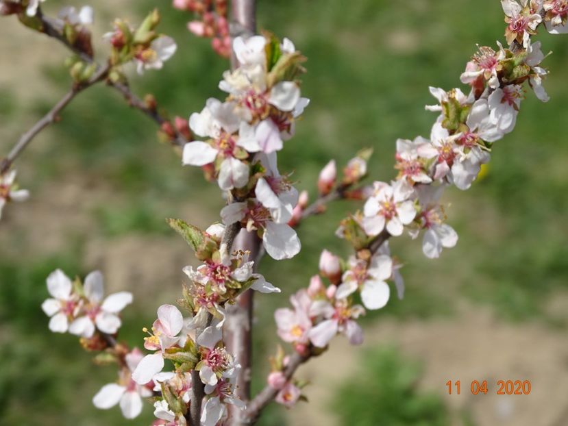 prunus tomentosa - z-Dobarland 2020